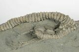 Fossil Crinoid (Platycrinites) w/ Stem- Crawfordsville, Indiana #242693-3